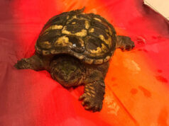 Ritrovato esemplare di tartaruga azzannatrice a Collegno Chelydra serpentina, tartaruga azzannatrice