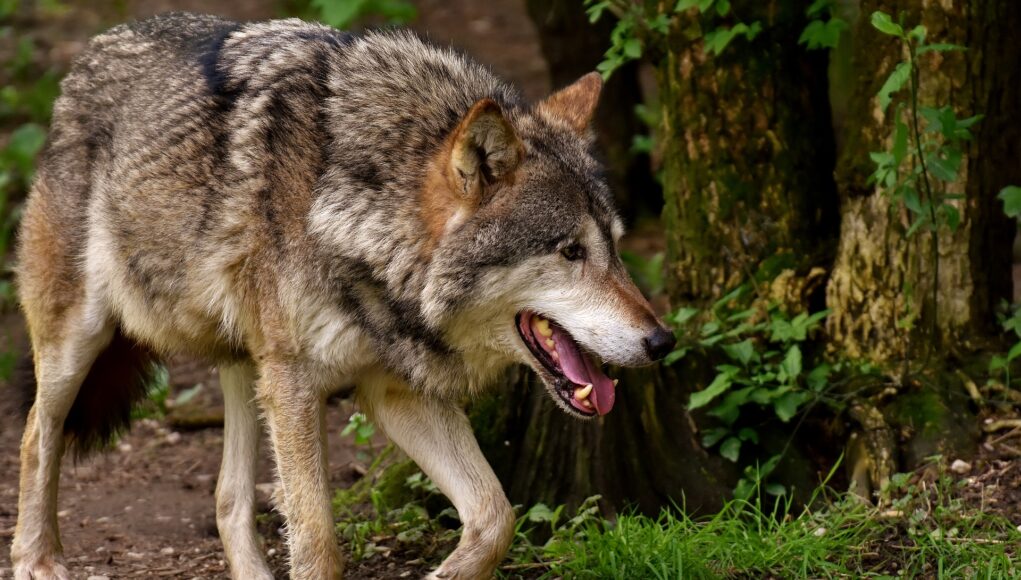 I lupi arrivano a Torino sei pecore uccise all’Isolone di Bertolla