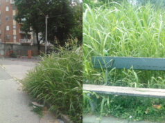 La “giungla” alla fermata del 3 erba alta torino