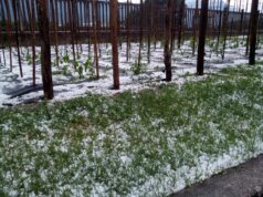 Maltempo: milioni di danni a frutta, vino, soia e mais maltempo danni agricultura