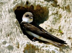 Rondini, cavallette e libellule rare nel monitoraggio del Po riparia riparia