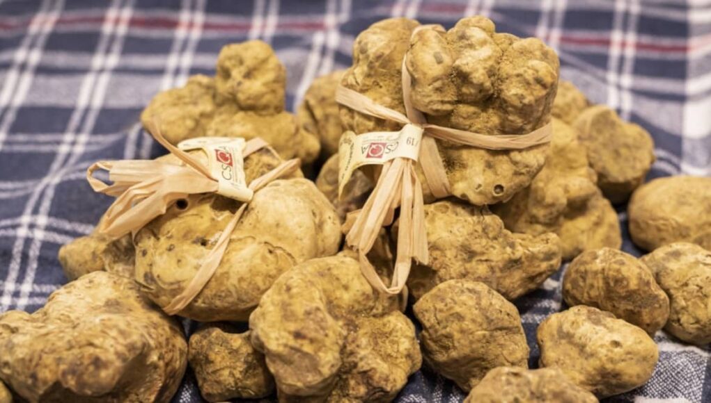 tartufo bianco fiera