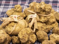 Alba, la fiera del Tartufo sposa gastronomia e temi ambientali tartufo bianco fiera