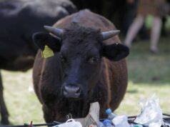 Bagnolo, donna muore incornata dal suo toro toro