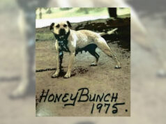 Honeybunch, la leggenda in ‘rosa’ del Pitbull honey bunch pitbull