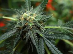 Usa verso svolta storica su marijuana, sarà ‘droga meno pericolosa’