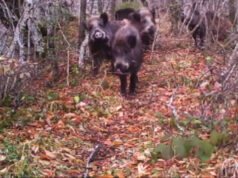 Morto cacciatore aggredito dal cinghiale cinghiale bosco caccia cacciatore