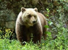 Orso trovato morto a Ortona dei Marsi, indagini e accertamenti