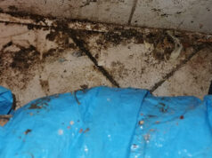 Millefonti, minimarket da incubo: sporco, insetti, sangue e carne ghiacciata minimarket sporcizia