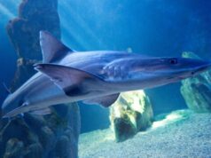 Squalo nasce da due femmine, lo studio in Piemonte Squalo palombo