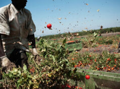 Ivoriano arrestato per caporalato braccianti immigrati braccianti