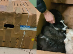Moncalieri, trovati quattro cagnolini abbandonati al freddo in una scatola cani abbandonati moncalieri