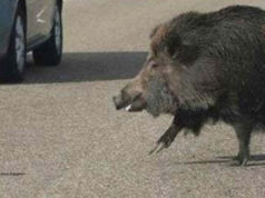Muore in incidente con cinghiale, Cirio: Stato intervenga cinghiali autostrada
