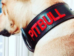 Collari per Pitbull, un’eccellenza Italiana collari pitbull