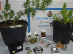 Leinì, foto marijuana su WhatsApp. Preso pusher marijuana pianta pusher