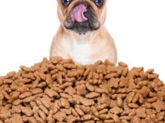 Crocchette per cani senza cereali: quali sono i benefici? crocchette cani