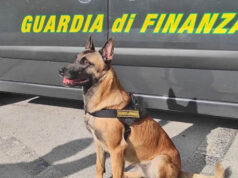 Mezzo milione di euro di droga sequestrata in un’auto in corso Giulio Cesare guardia di finanza cinofila