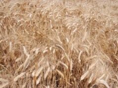 Ismea, agricoltura verso nuovo calo in valore anche in 2023