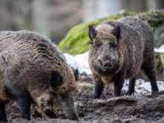 Peste suina, Cia: “Flop piano contenimento cinghiali e allevatori lasciati soli, ora è allarme export prosciutto”