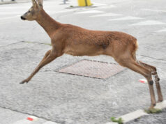 Ennesimo capriolo salvato nel Po capriolo torino