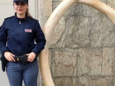 Mirafiori, in casa due zanne d’elefante da 120mila euro: denunciato Mirafiori zanne d'elefante
