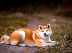 Grugliasco, bambino di 3 anni azzannato dal cane di famiglia cane grugliasco