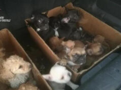 Cuneo, facevano entrare illegalmente cuccioli di cane provenienti dall’Ungheria cani cuneo ungheria