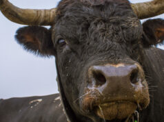 Collegno, toro ferisce assistente e scappa dal rifugio: ricerche in corso