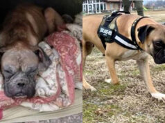 Dalla discarica in Sardegna alle persone scomparse in Piemonte: la storia di Imai cane persone scomparse