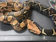 Parco del Meisino, trovato un grosso Boa. Si cerca il proprietario serpente boa torino