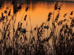 Tutela ambiente in Costituzione, meno di un italiano su tre lo sa