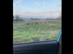 Leinì, 9 cinghiali attraversano la strada – VIDEO cinghiali leini