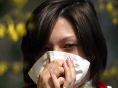 8 marzo, mimosa no grazie: “La soffre fino al 30% degli allergici ai pollini”