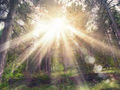 Foreste e biodiversità, quanto costa creare un nuovo bosco