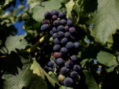 Barossa Valley, è tempo di Cabernet Sauvignon?