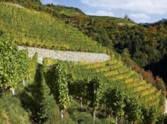 Come si coltiva un vigneto eroico?