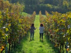 Il cru italiano più antico ha 450 anni