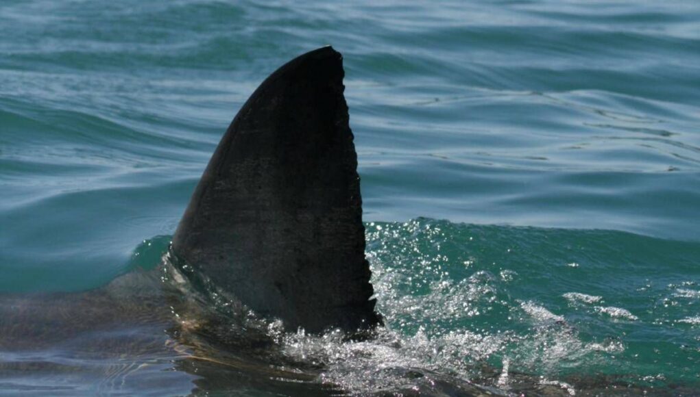 Morto il 12enne attaccato da uno squalo nel porto di Sydney