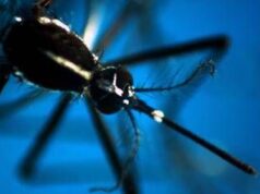 Da Dengue a West Nile, arbovirus minaccia per l’Italia: l’allarme