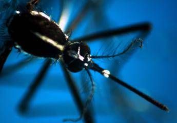 Da Dengue a West Nile, arbovirus minaccia per l’Italia: l’allarme