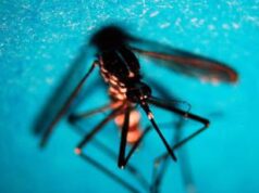 Dengue, sintomi gravi anche con prima infezione: lo studio