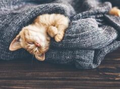 Ma quale micio, il gatto può uccidere 2000 prede