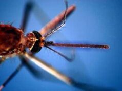 West Nile, seconda vittima nel Lazio: era ricoverato allo Spallanzani