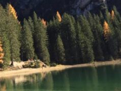 Giornata nazionale alberi, perché sono importanti nelle cittÃ