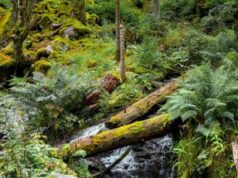 La crioconservazione una speranza per il futuro della Terra?