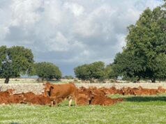 L’allevatore 4.0: “Carne sintetica una grossa bufala”