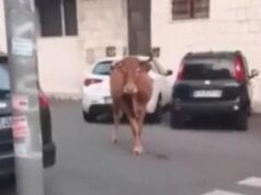 Roma, dopo il leone tocca a un vitello: animale in fuga tra le auto a Vitinia – Video