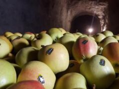 Trentino, una nuova funivia per trasportare le mele