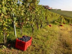 Vendemmia 2023 in ulteriore riduzione, calo da 20 a 24% su 2022