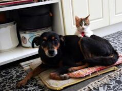 Animali domestici come amici, effetto ‘salva memoria’ per single over 50